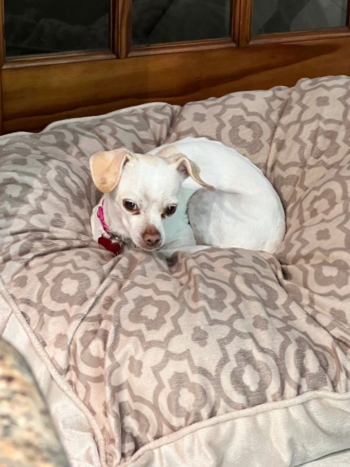 Nina , an adoptable Chihuahua Mix in Mentor, OH_image-5