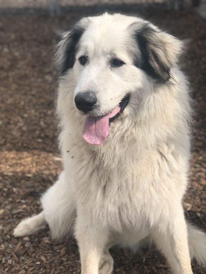 Jackson , an adoptable Great Pyrenees in Pacific, MO_image-4