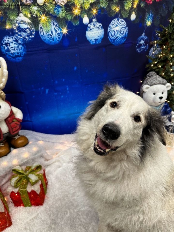 Jackson , an adoptable Great Pyrenees in Pacific, MO_image-1