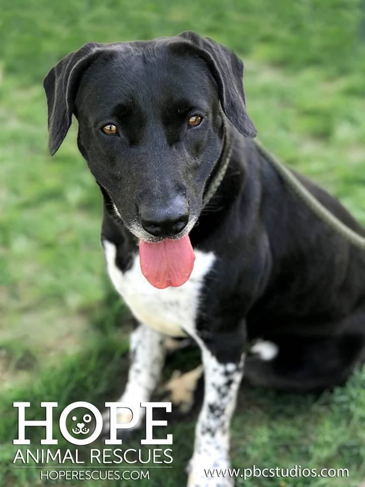 Dog For Adoption Dottie A Great Dane Great Pyrenees Mix In Godfrey Il Petfinder