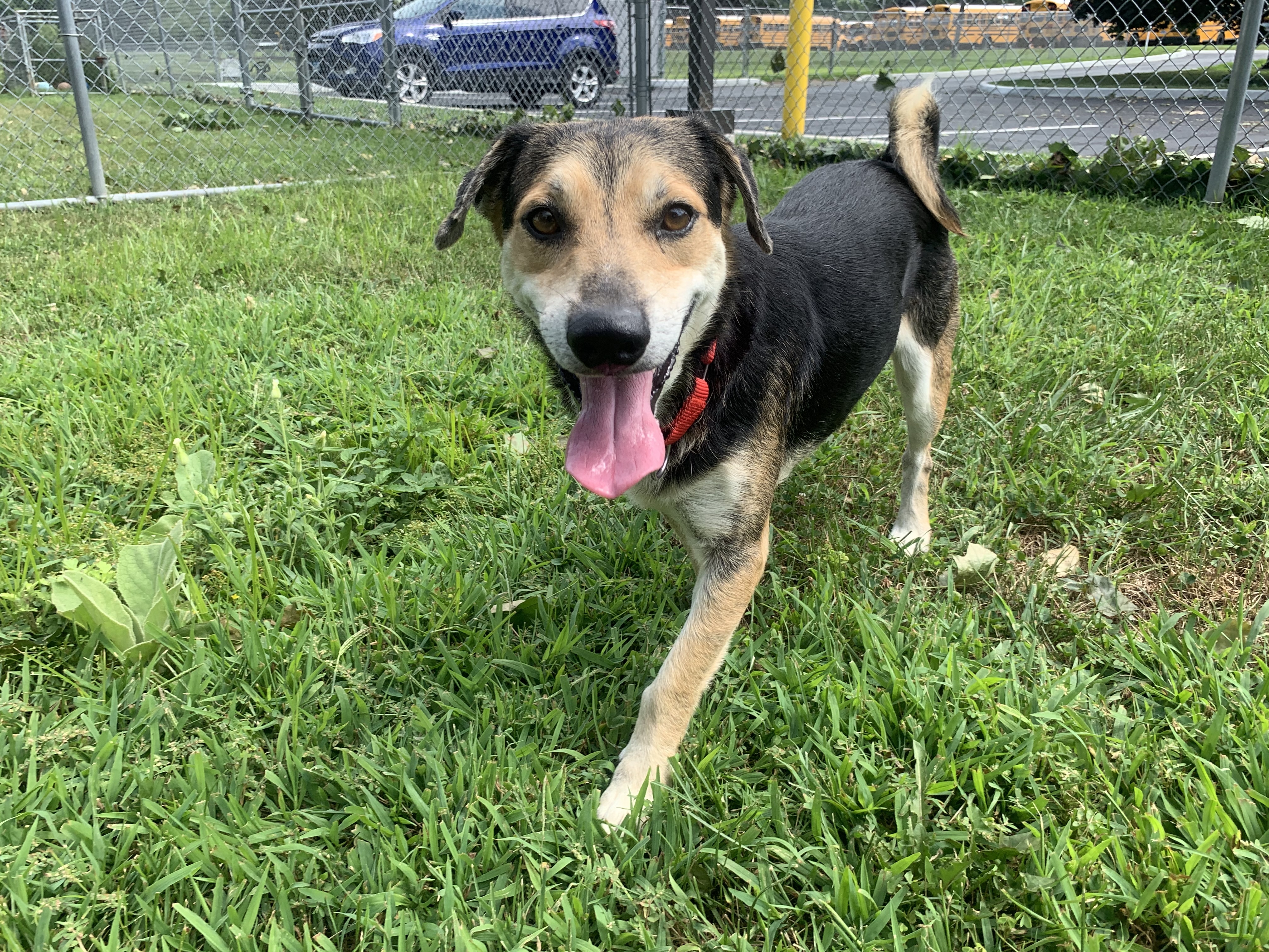 Mike, an adoptable Shepherd, Beagle in New Milford, CT, 06776 | Photo Image 2