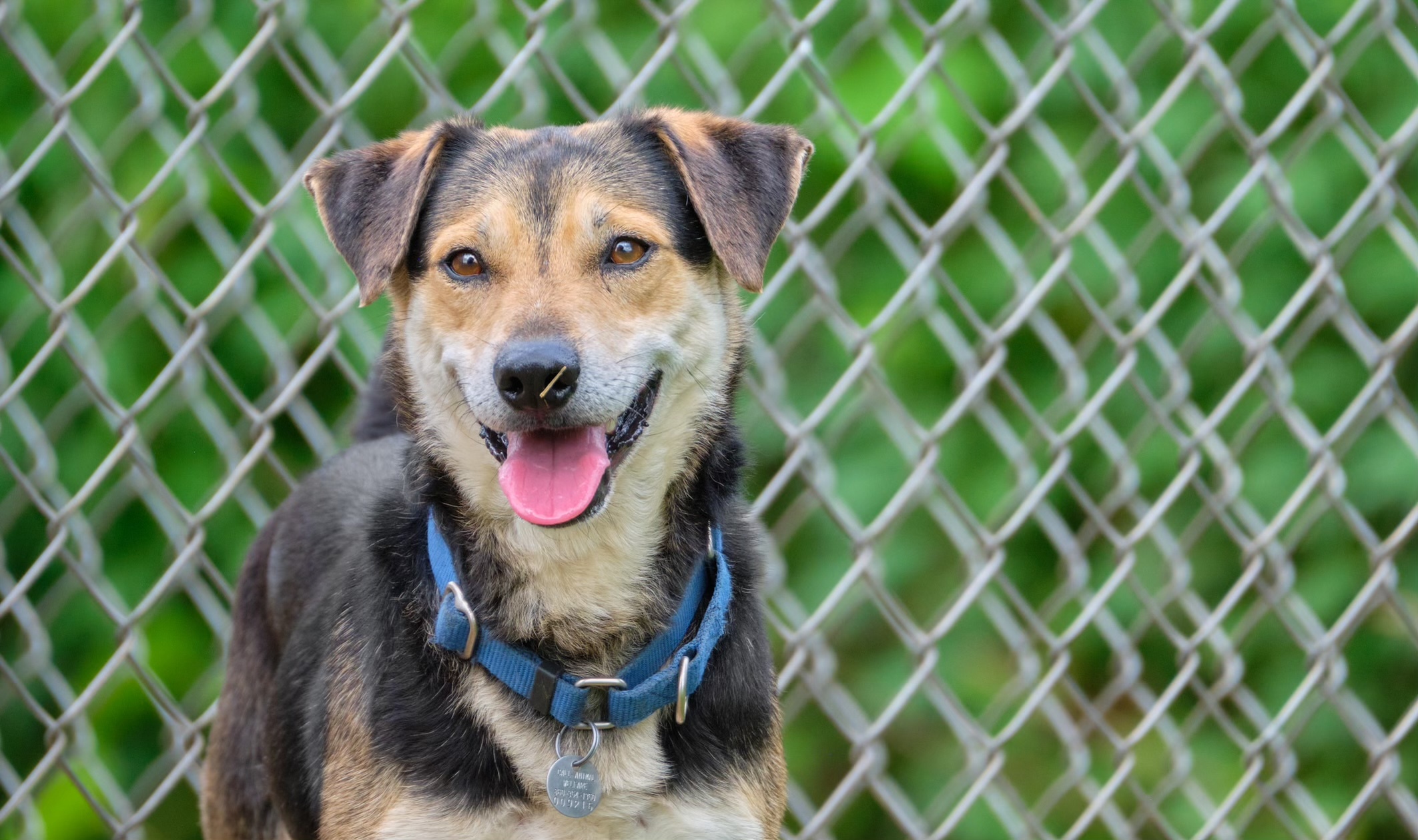 Mike, an adoptable Shepherd, Beagle in New Milford, CT, 06776 | Photo Image 1
