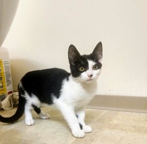 Seattle Pets For Sale And Adoption Seattle Classifieds