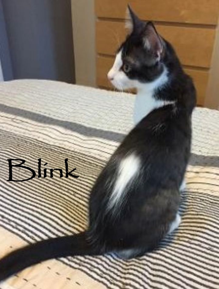 Blink and Nod 5