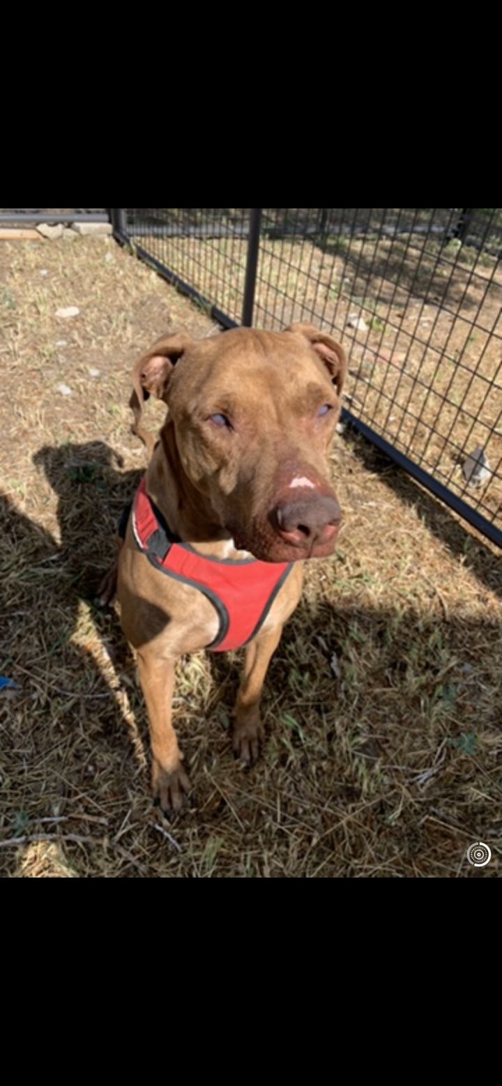 Dog For Adoption Puppy Gus A Golden Retriever Staffordshire Bull Terrier Mix In Cedar Fort Ut Petfinder