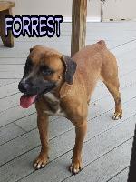 Forrest, an adoptable Boxer, Labrador Retriever in St. Augustine, FL, 32084 | Photo Image 1