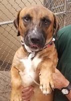 Forrest, an adoptable Boxer, Labrador Retriever in St. Augustine, FL, 32084 | Photo Image 2