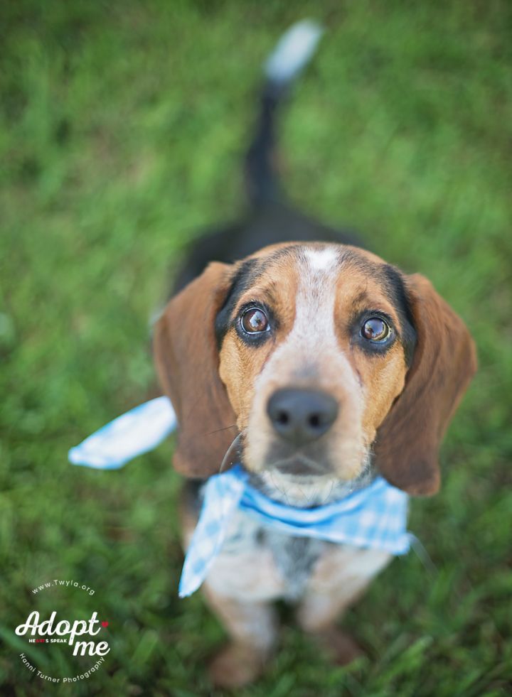 Brady, an adopted Beagle & Basset Hound Mix in Kingwood, TX_image-2