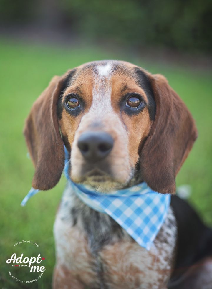 Brady, an adopted Beagle & Basset Hound Mix in Kingwood, TX_image-1