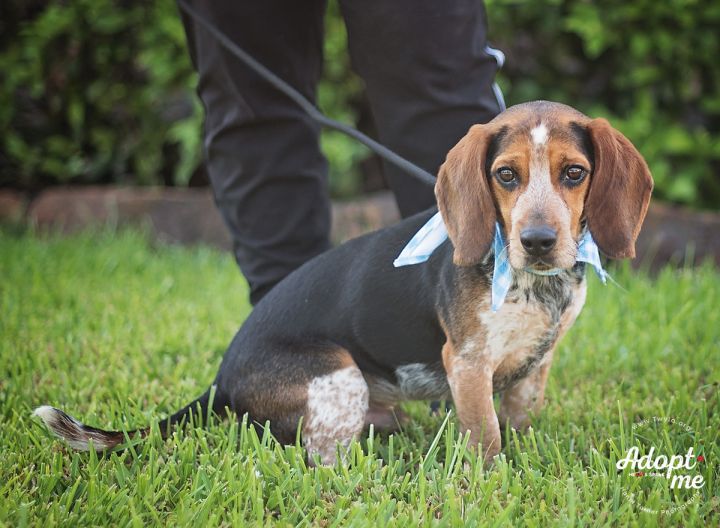 Brady, an adopted Beagle & Basset Hound Mix in Kingwood, TX_image-3