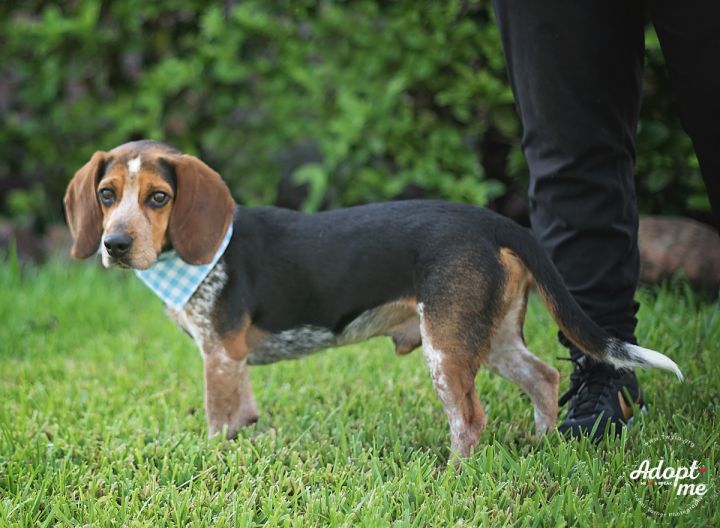 Brady, an adopted Beagle & Basset Hound Mix in Kingwood, TX_image-5