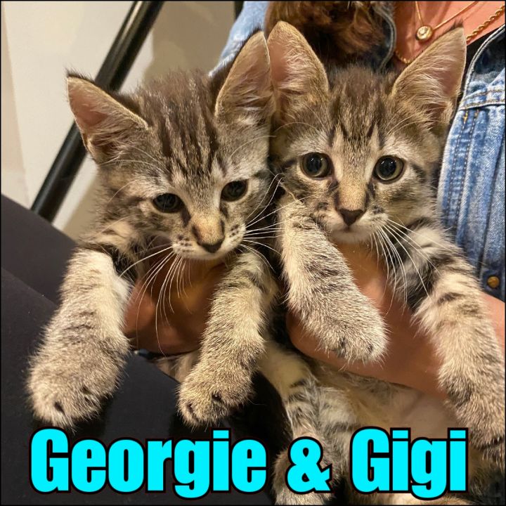 Georgie & Gigi 1