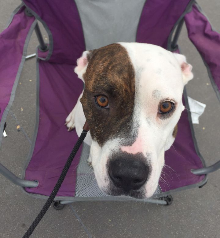 Dog for adoption Marmalade, a Boxer Mix in Dallas, TX Petfinder