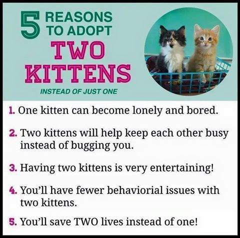 Cats & Kitten Rehoming & Adoption - How It Works