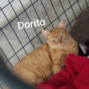 Dorito