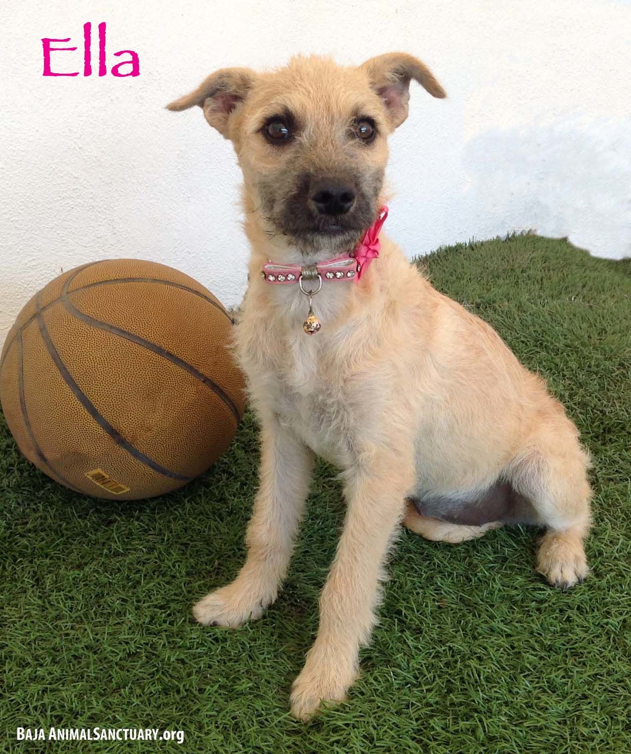 Ella, an adoptable Terrier in San Diego, CA, 92126 | Photo Image 5