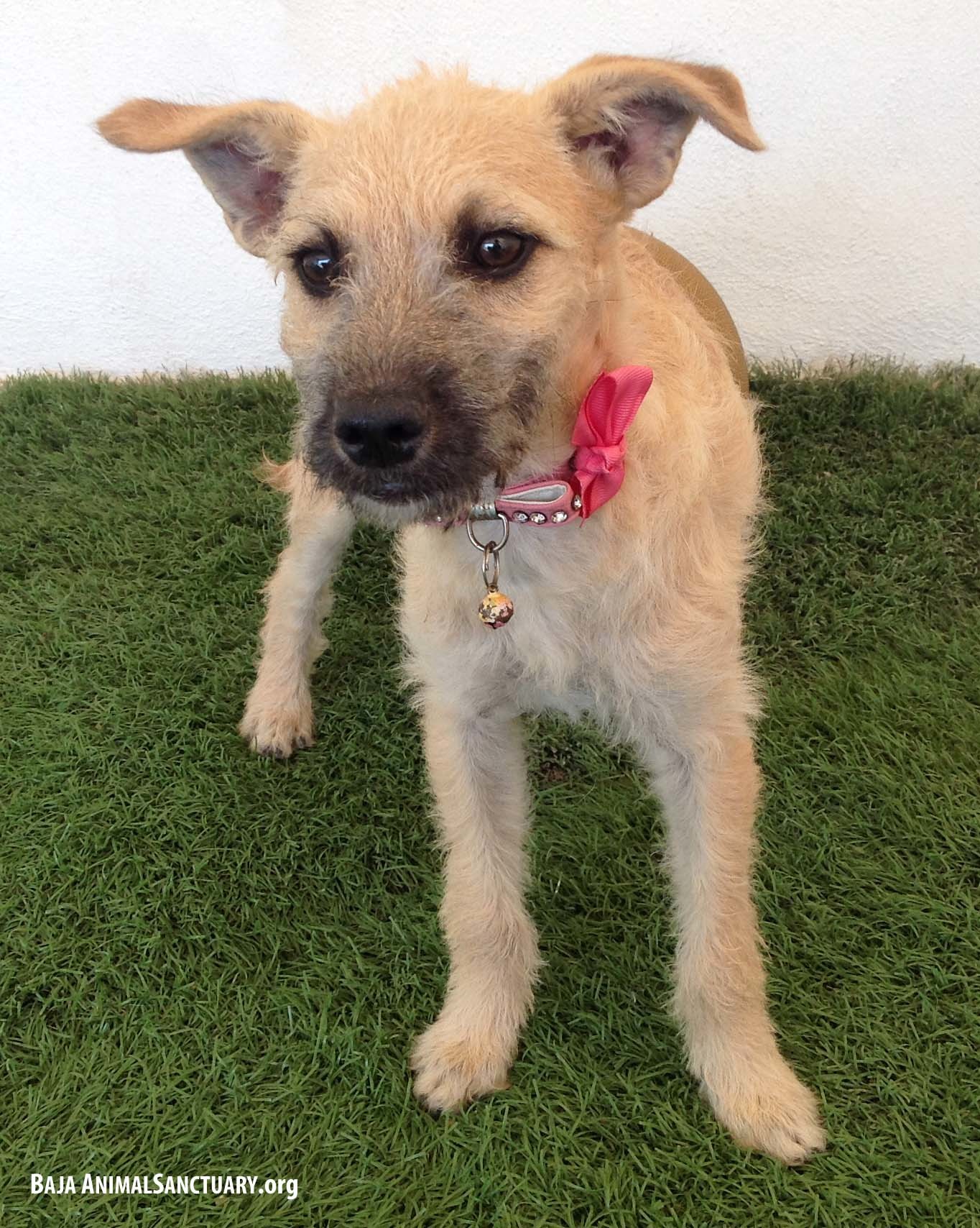 Ella, an adoptable Terrier in San Diego, CA, 92126 | Photo Image 6