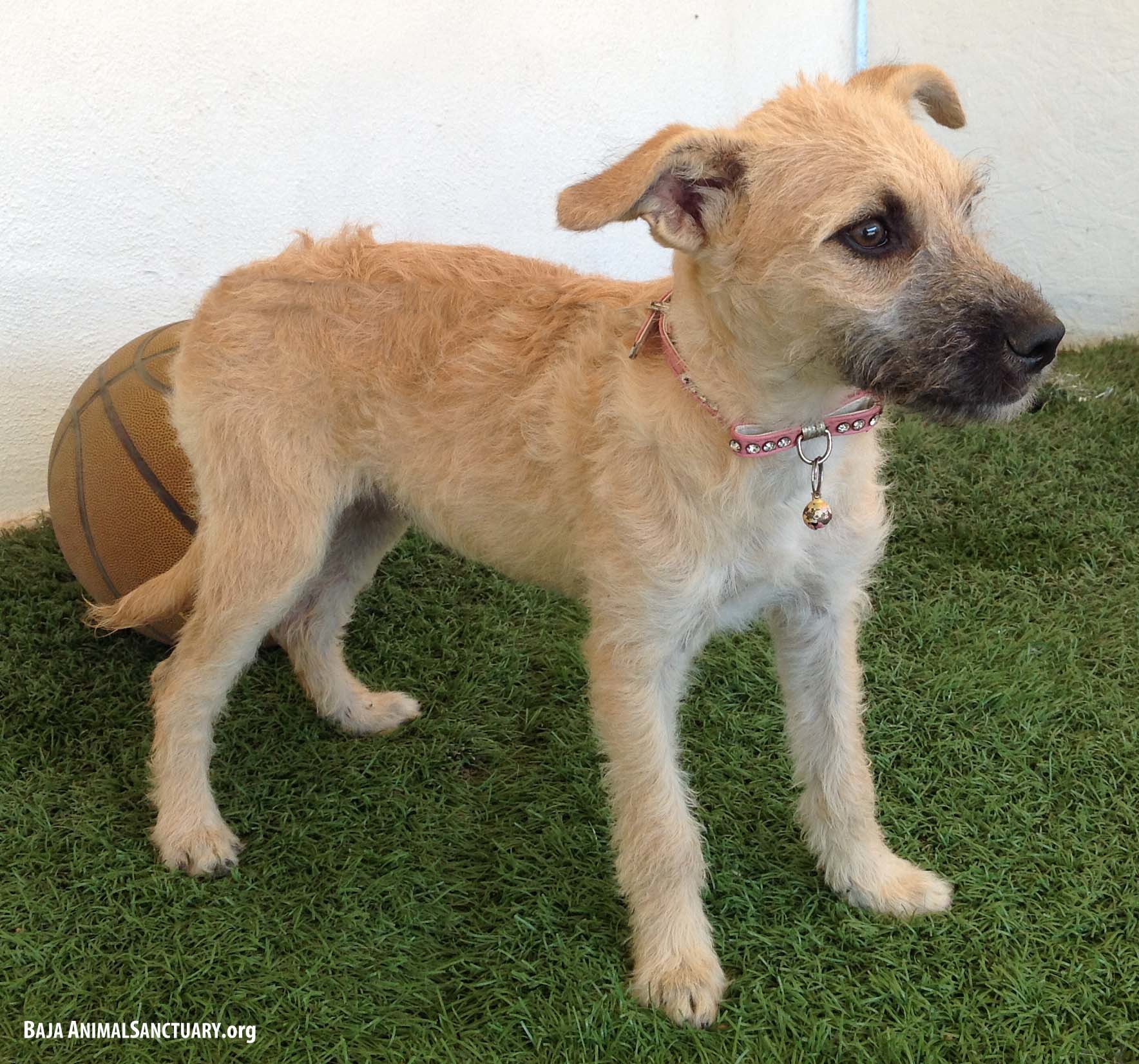 Ella, an adoptable Terrier in San Diego, CA, 92126 | Photo Image 7