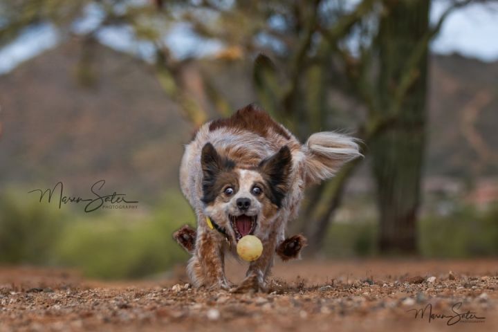 Dog For Adoption Ozzy An Australian Shepherd Collie Mix In Phoenix Az Petfinder