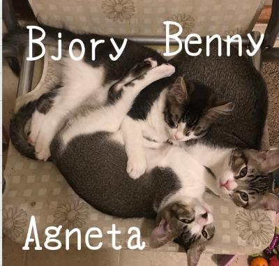 Agneta, Benny, Bjory and Anni  (ABBA) 2