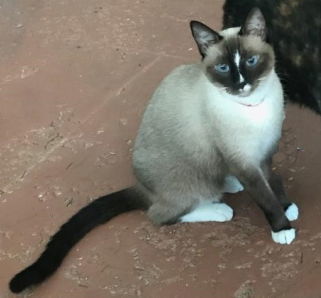 Emory and Precious - Courtesy Listing, an adoptable Domestic Short Hair in Oakland Park, FL, 33334 | Photo Image 1