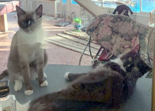 Emory and Precious - Courtesy Listing, an adoptable Domestic Short Hair in Oakland Park, FL, 33334 | Photo Image 3