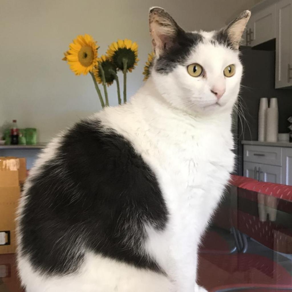 Lovely, an adoptable Domestic Short Hair in Cumming, GA, 30040 | Photo Image 1