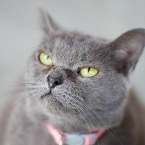 Pepper Potts, an adoptable Domestic Short Hair in Cumming, GA, 30040 | Photo Image 1