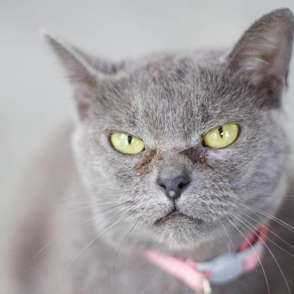 Pepper Potts, an adoptable Domestic Short Hair in Cumming, GA, 30040 | Photo Image 2