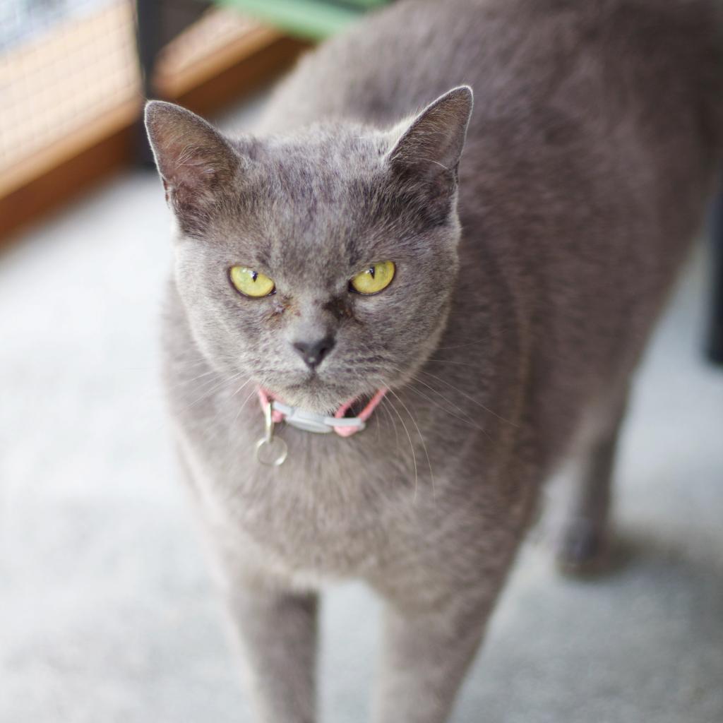 Pepper Potts, an adoptable Domestic Short Hair in Cumming, GA, 30040 | Photo Image 3