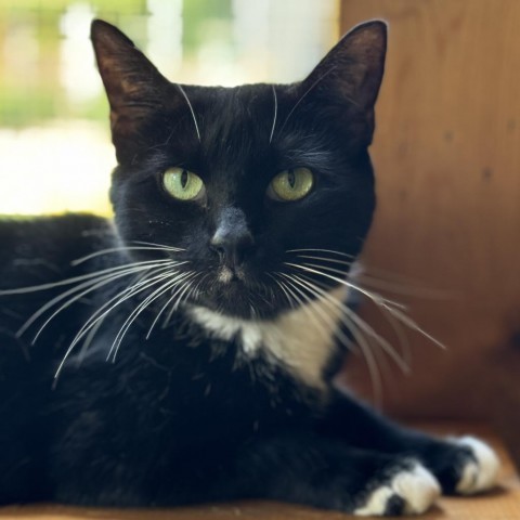 Queen, an adoptable Domestic Short Hair in Cumming, GA, 30040 | Photo Image 1