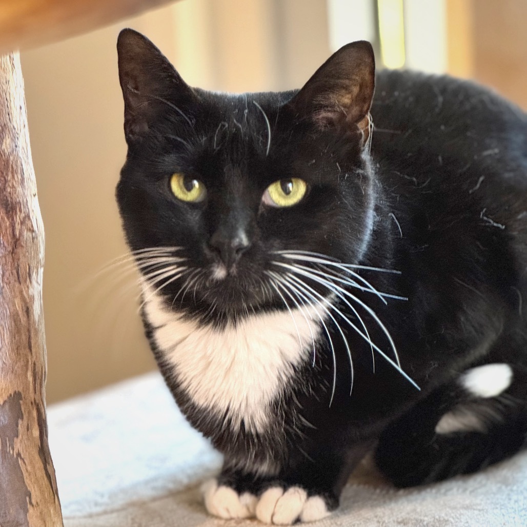 Queen, an adoptable Domestic Short Hair in Cumming, GA, 30040 | Photo Image 1