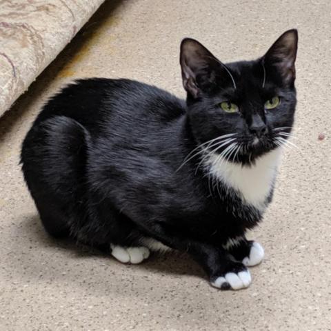 Queen, an adoptable Domestic Short Hair in Cumming, GA, 30040 | Photo Image 2