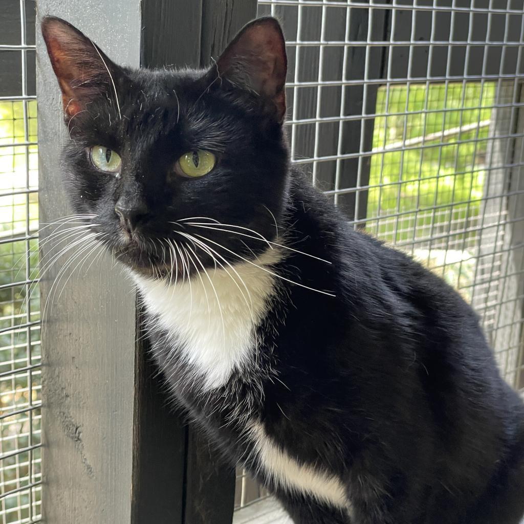 Queen, an adoptable Domestic Short Hair in Cumming, GA, 30040 | Photo Image 2