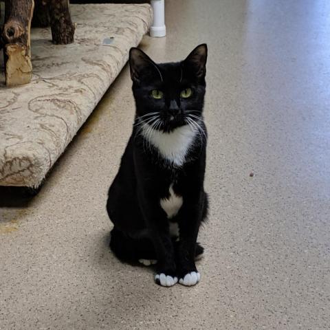 Queen, an adoptable Domestic Short Hair in Cumming, GA, 30040 | Photo Image 3