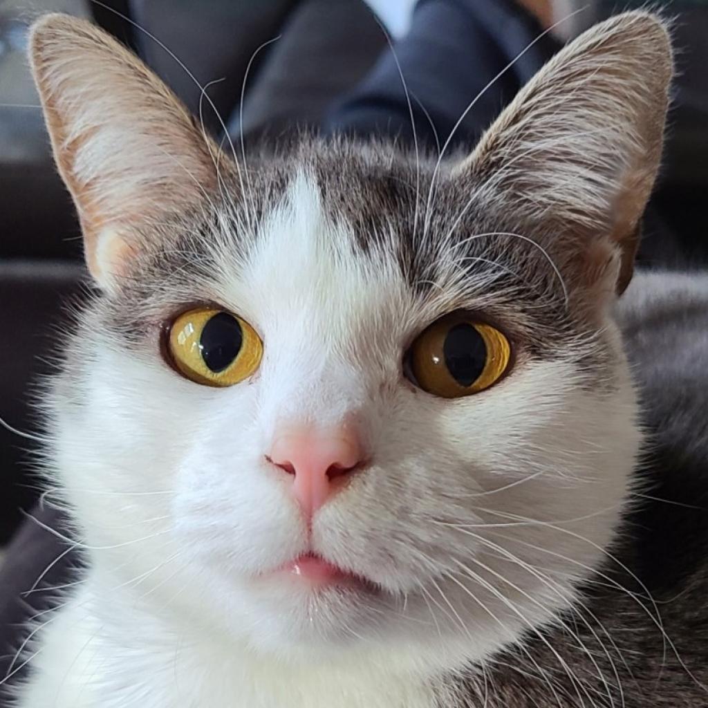 Keleigh, an adoptable Domestic Short Hair in Cumming, GA, 30040 | Photo Image 1