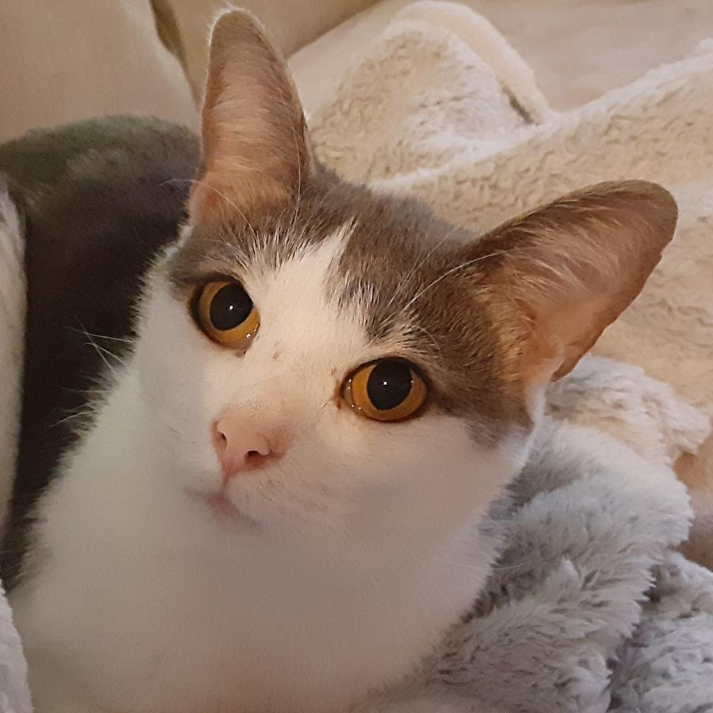 Keleigh, an adoptable Domestic Short Hair in Cumming, GA, 30040 | Photo Image 2