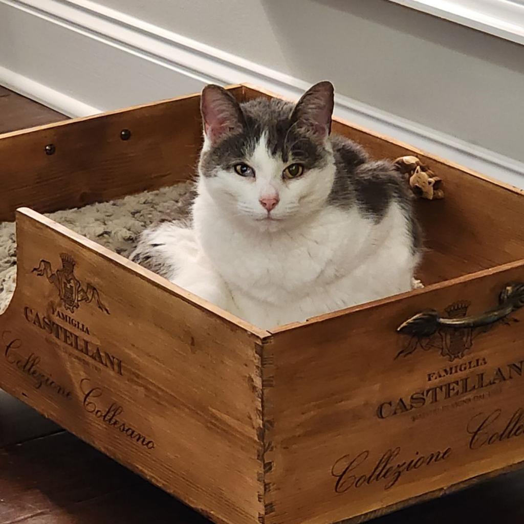 Keleigh, an adoptable Domestic Short Hair in Cumming, GA, 30040 | Photo Image 3