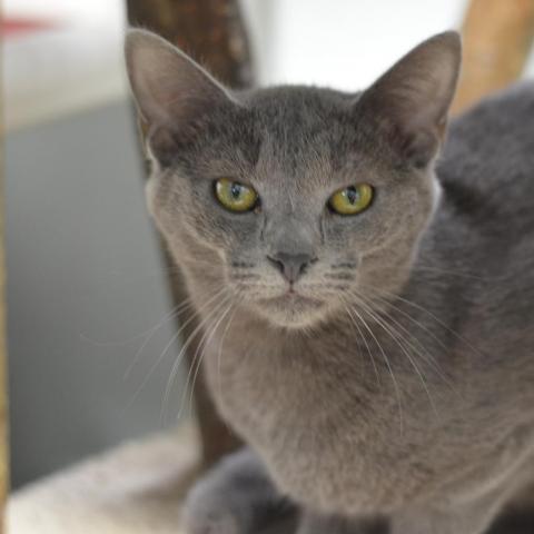 Potomac, an adoptable Domestic Short Hair in Cumming, GA, 30040 | Photo Image 1