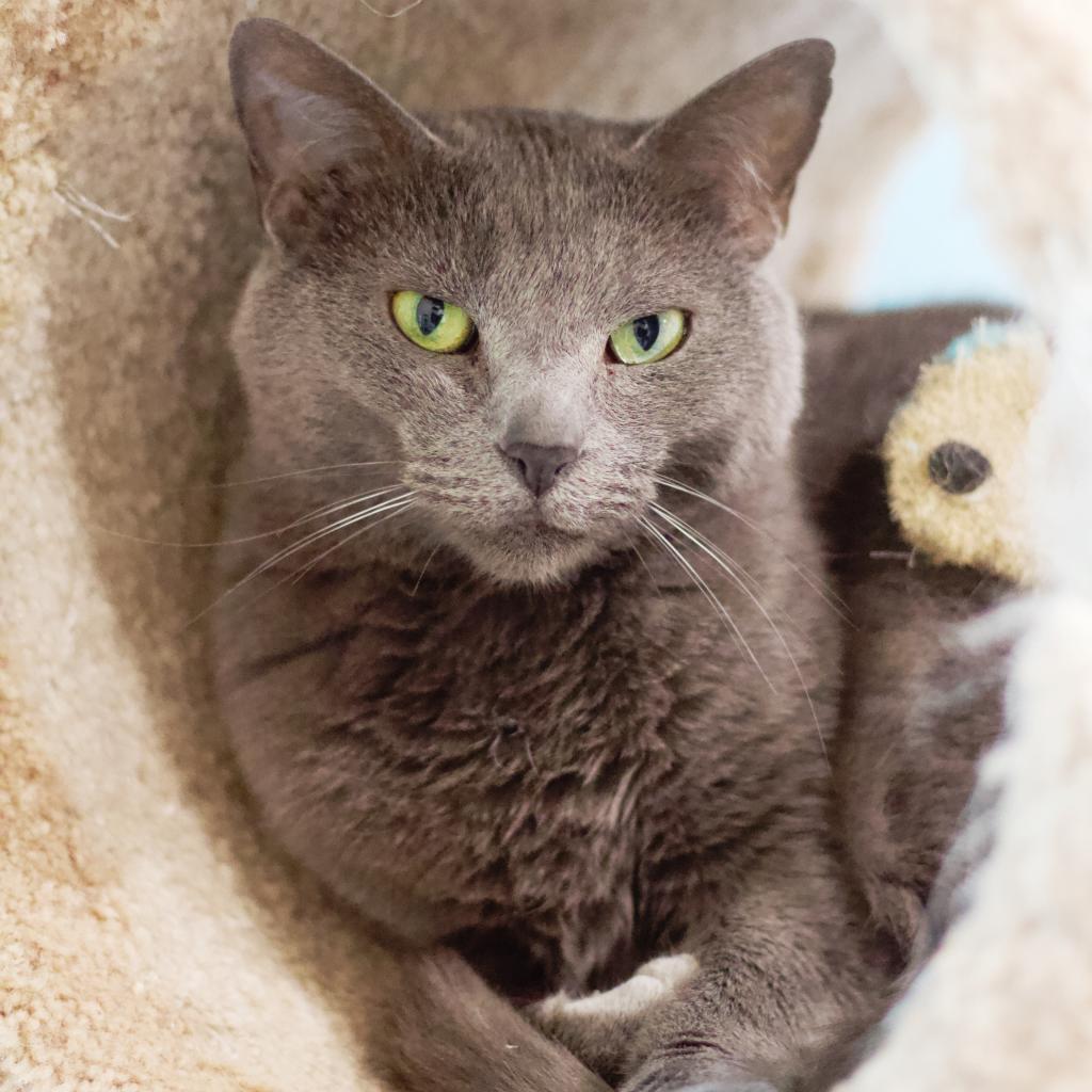 Potomac, an adoptable Domestic Short Hair in Cumming, GA, 30040 | Photo Image 1