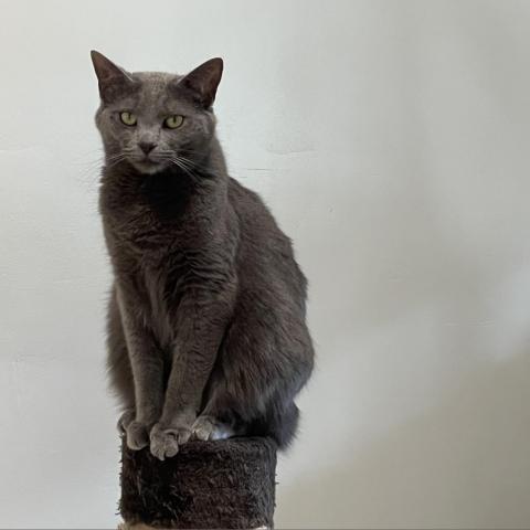 Potomac, an adoptable Domestic Short Hair in Cumming, GA, 30040 | Photo Image 3