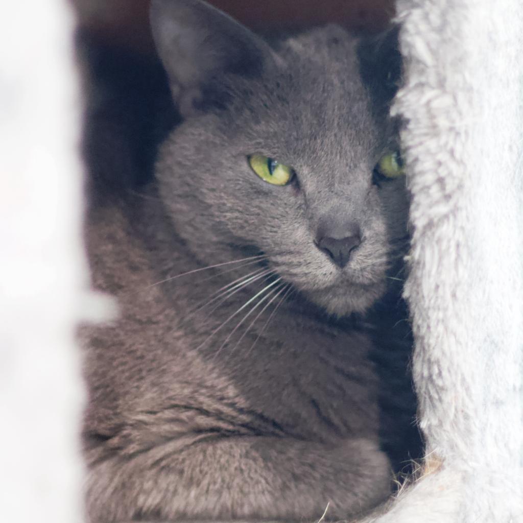 Potomac, an adoptable Domestic Short Hair in Cumming, GA, 30040 | Photo Image 3