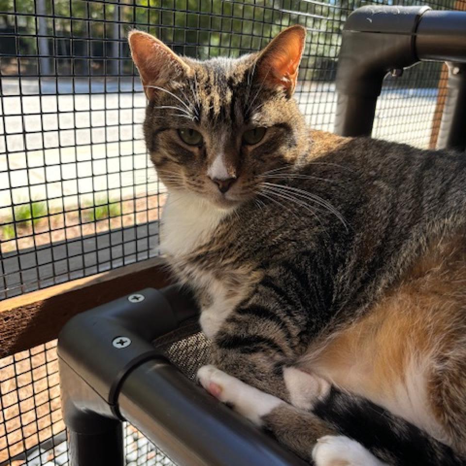 Ally, an adoptable Domestic Short Hair in Cumming, GA, 30040 | Photo Image 2