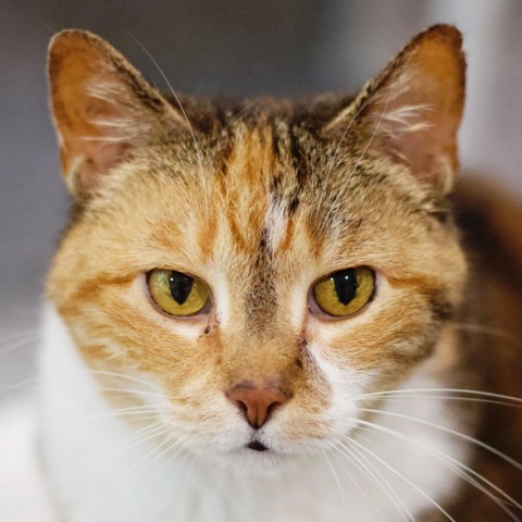 Ingrid, an adoptable Domestic Short Hair in Cumming, GA, 30040 | Photo Image 1