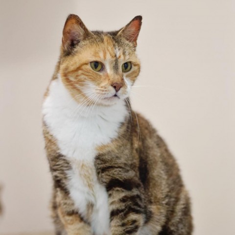 Ingrid, an adoptable Domestic Short Hair in Cumming, GA, 30040 | Photo Image 1