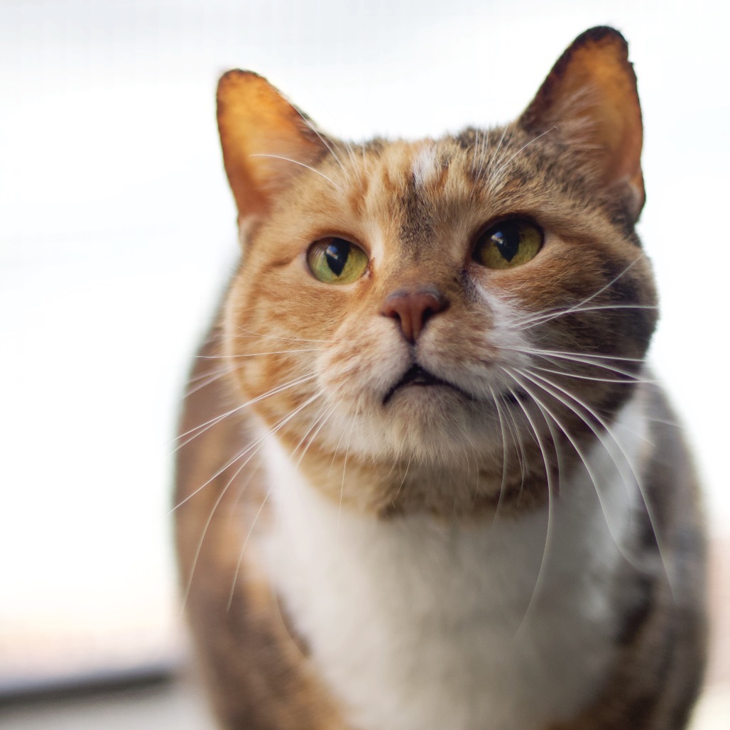 Ingrid, an adoptable Domestic Short Hair in Cumming, GA, 30040 | Photo Image 1