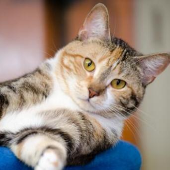 Ingrid, an adoptable Domestic Short Hair in Cumming, GA, 30040 | Photo Image 2