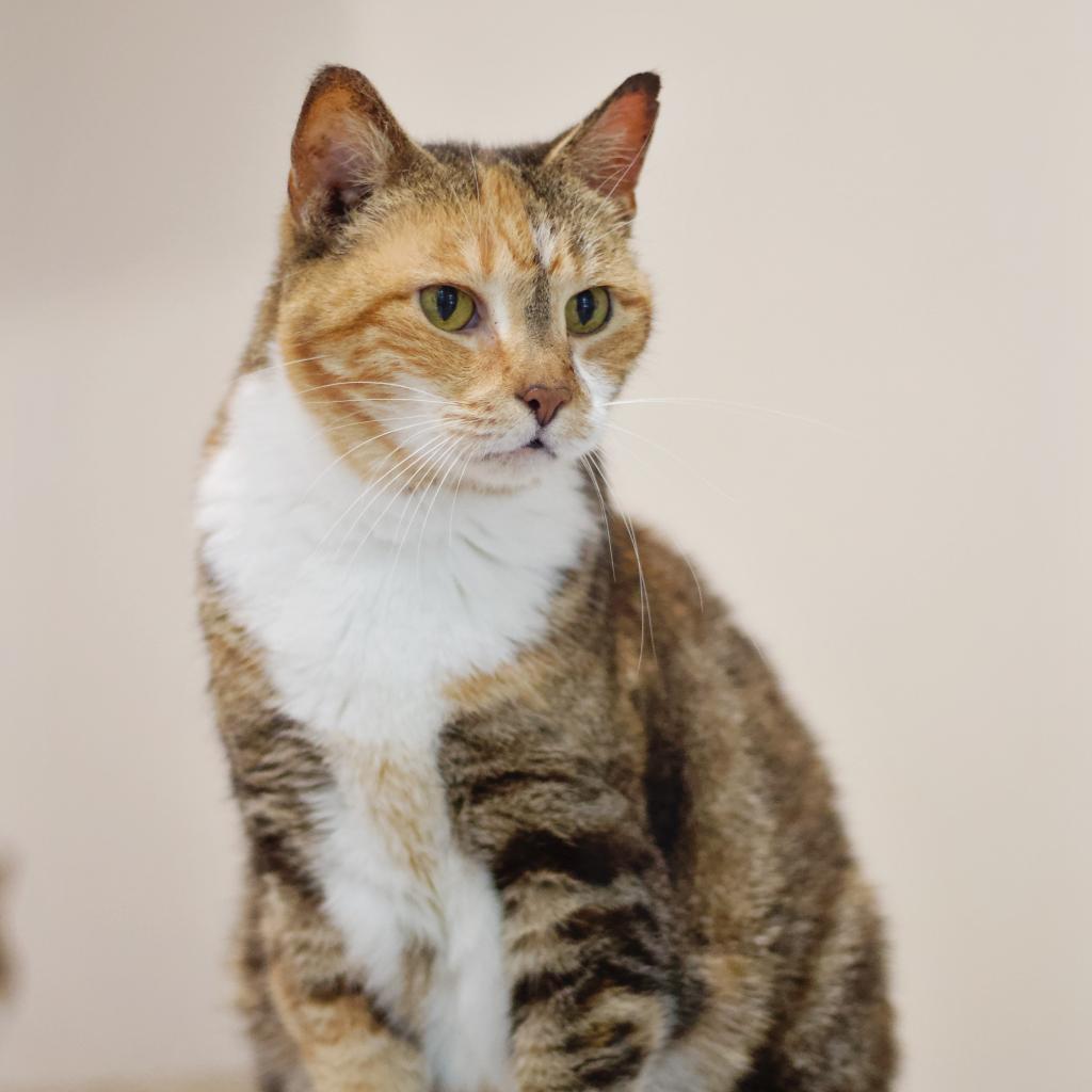 Ingrid, an adoptable Domestic Short Hair in Cumming, GA, 30040 | Photo Image 2