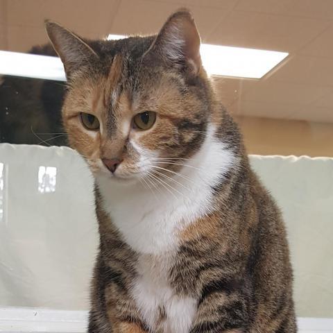 Ingrid, an adoptable Domestic Short Hair in Cumming, GA, 30040 | Photo Image 3