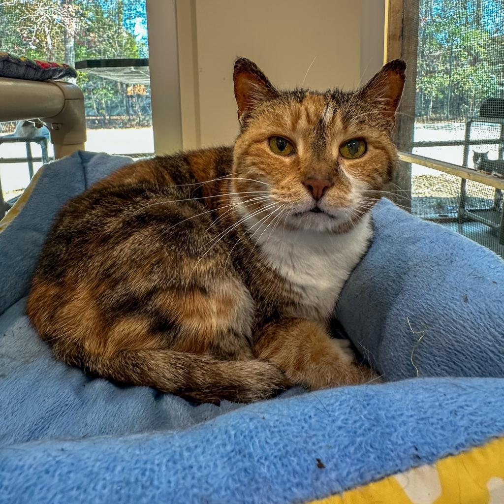 Ingrid, an adoptable Domestic Short Hair in Cumming, GA, 30040 | Photo Image 3